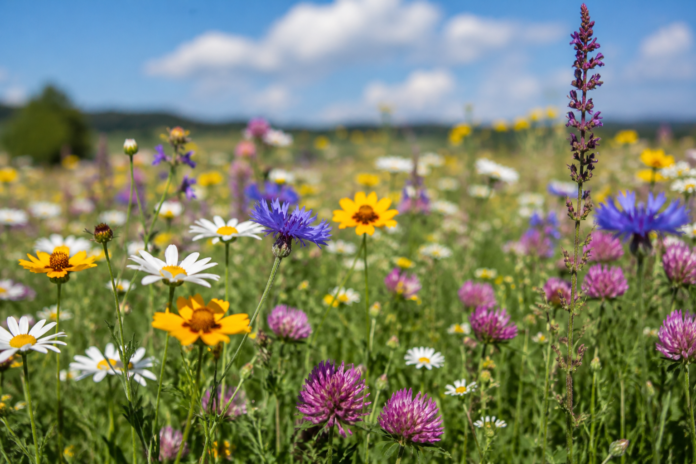 Wild Flowers